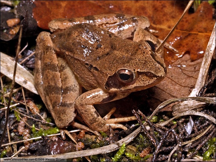 Rana dalmatina