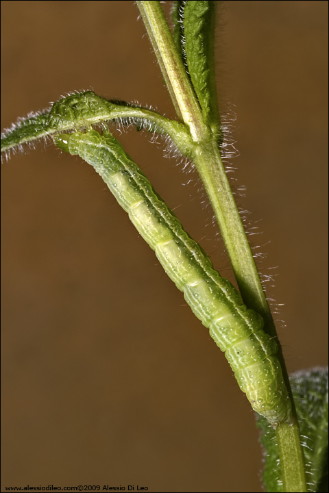 Chrysodeixis chalcktes ?
