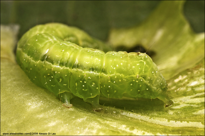 Chrysodeixis chalcktes ?