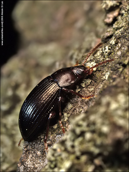 Carabide ? No, Nalassus (Tenebrionidae)