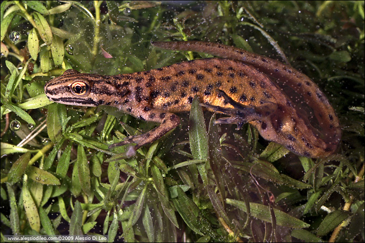 Tritone punteggiato - Lissotriton vulgaris meridionalis