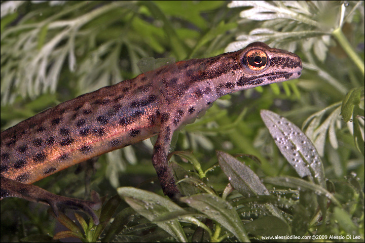 Tritone punteggiato - Lissotriton vulgaris meridionalis