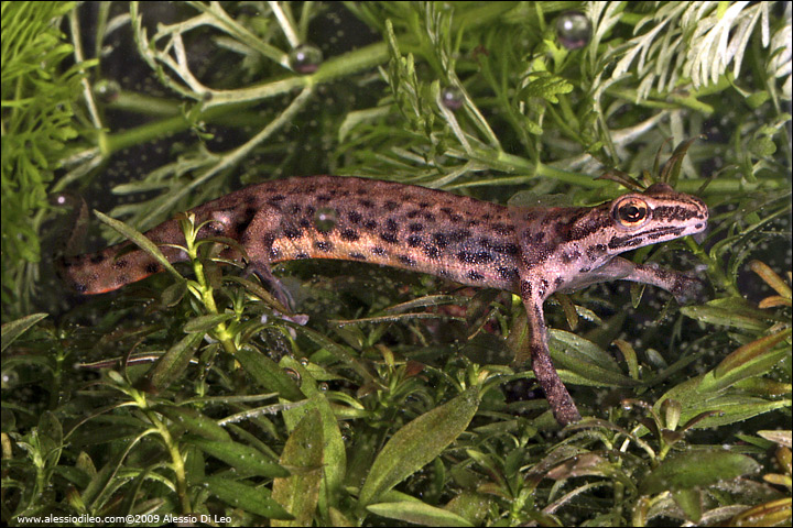Tritone punteggiato - Lissotriton vulgaris meridionalis