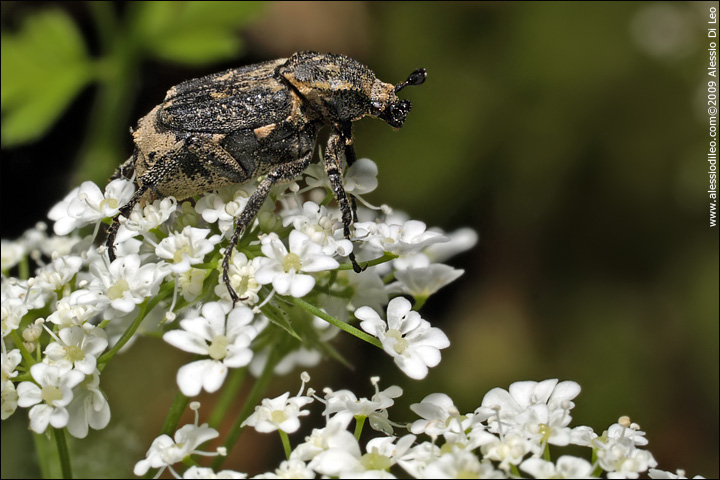 Valgus hemipterus