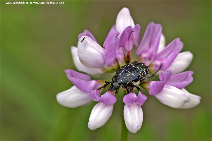 Securigera varia / Cornetta ginestrina