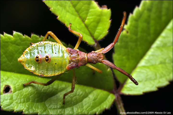 Coreidae: ninfa di Gonocerus acuteangulatus della Romagna