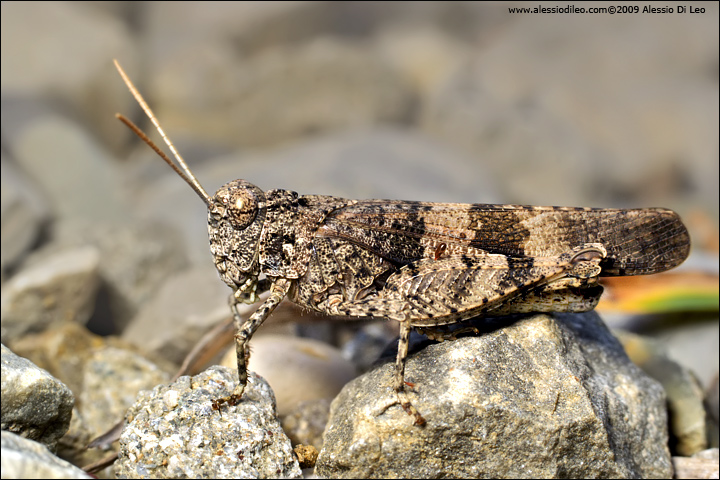 Cavalletta mimetica: Oedipoda germanica