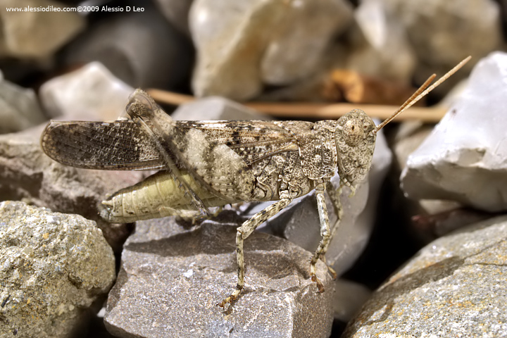 Cavalletta mimetica: Oedipoda germanica