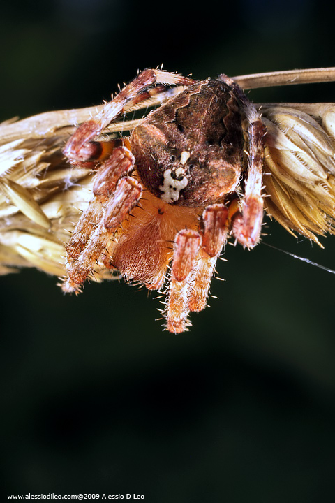 Araneus angulatus