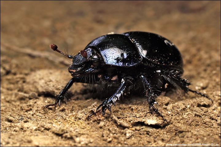 Geotrupes: stercorarius o stercorosus?