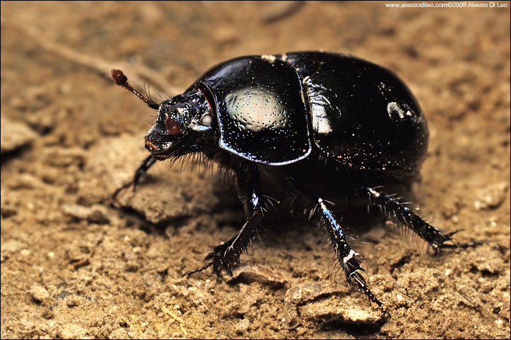 Geotrupes: stercorarius o stercorosus?