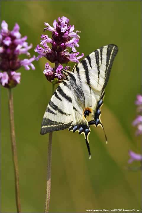 Iphiclides podalirius