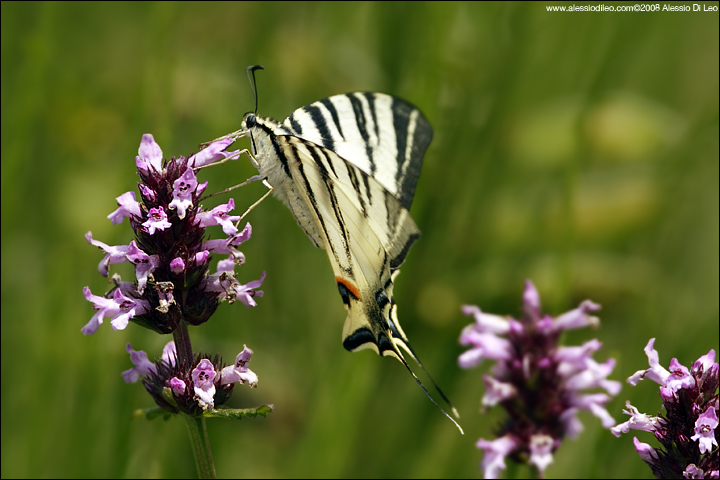 Iphiclides podalirius