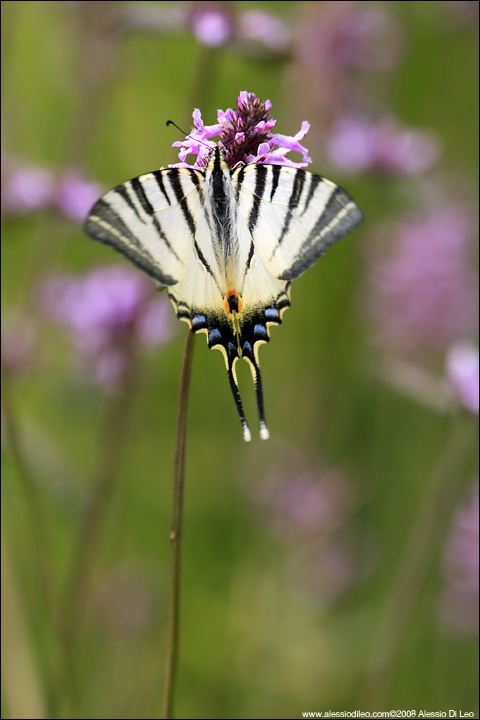 Iphiclides podalirius