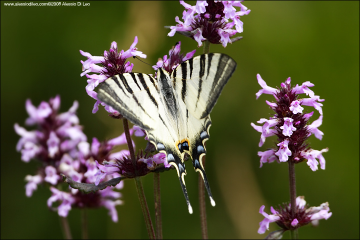 Iphiclides podalirius