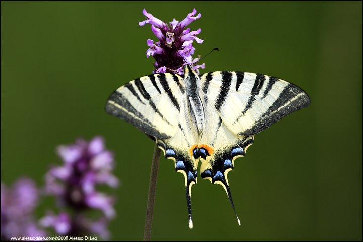 Iphiclides podalirius