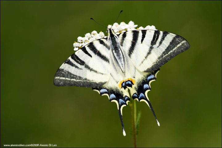 Iphiclides podalirius