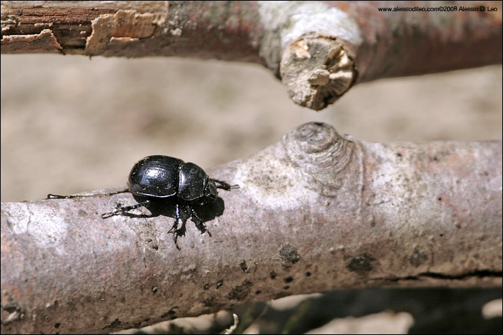 Geotrupes: stercorarius o stercorosus?