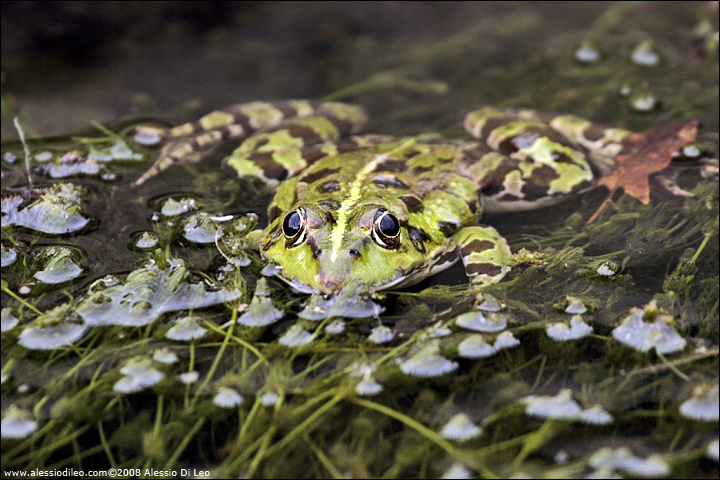 Altre simpatiche rane verdi - Pelophylax sp.