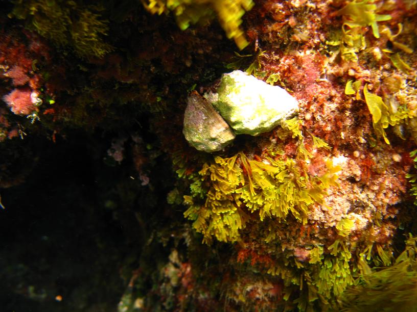Gasteropodi Liguri