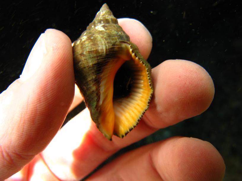 Gasteropodi Liguri