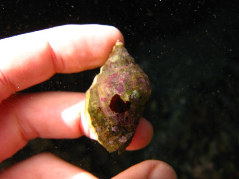 Gasteropodi Liguri