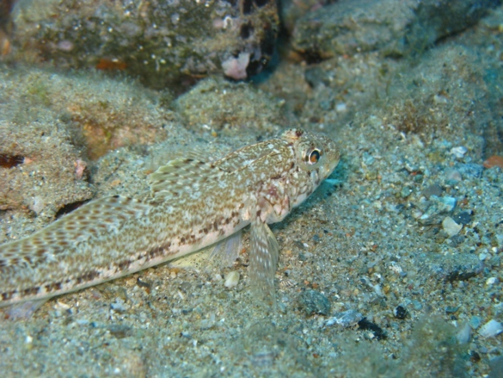 Il gobide insabbiato (Gobius geniporus)