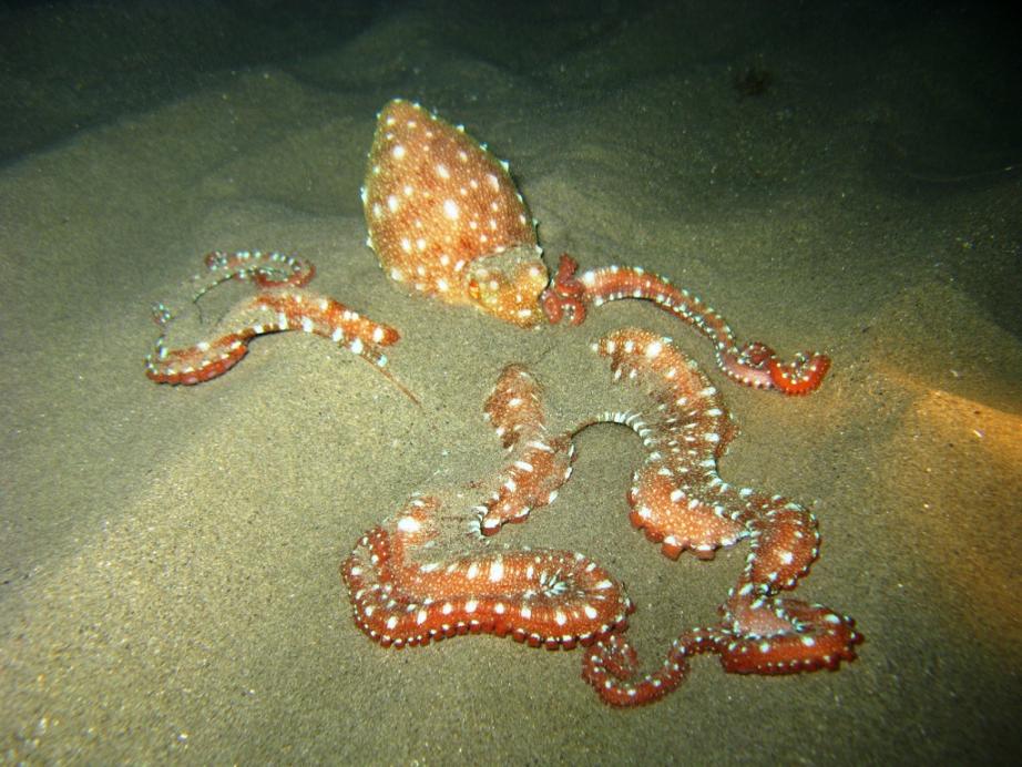 Octopus macropus