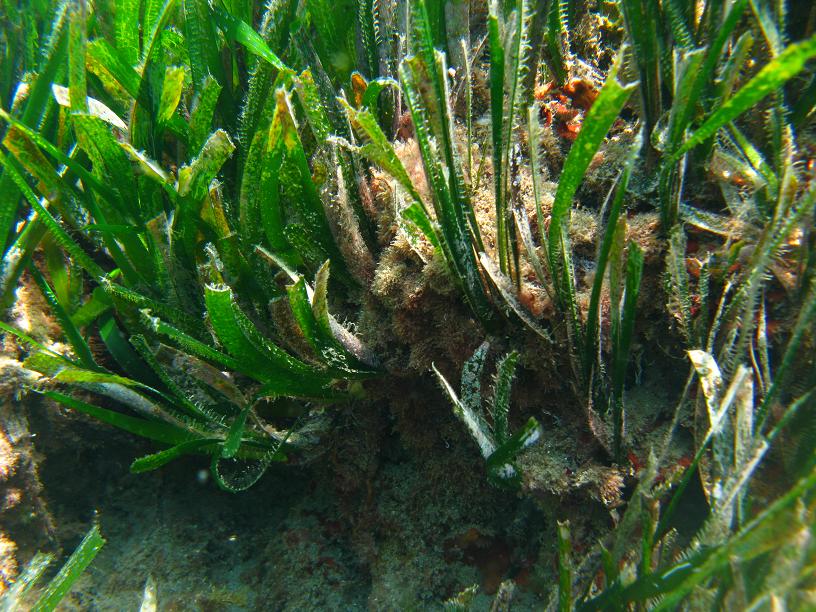 Rizomi di Posidonia oceanica