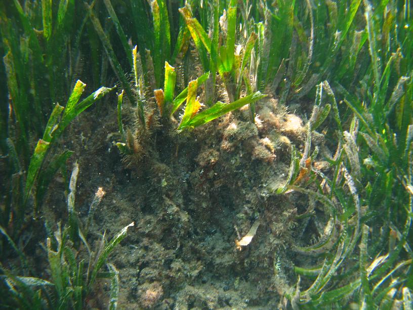 Rizomi di Posidonia oceanica