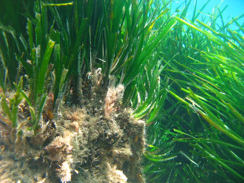 Rizomi di Posidonia oceanica