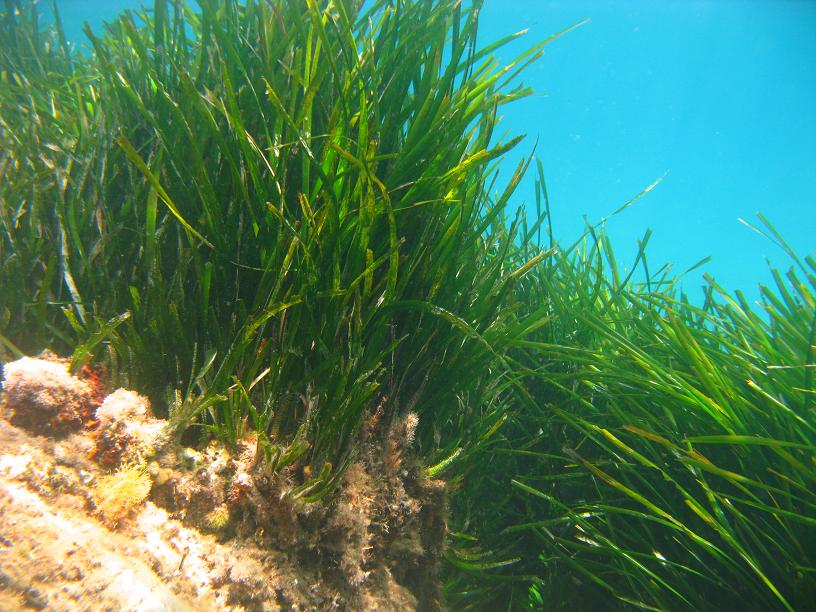 Rizomi di Posidonia oceanica