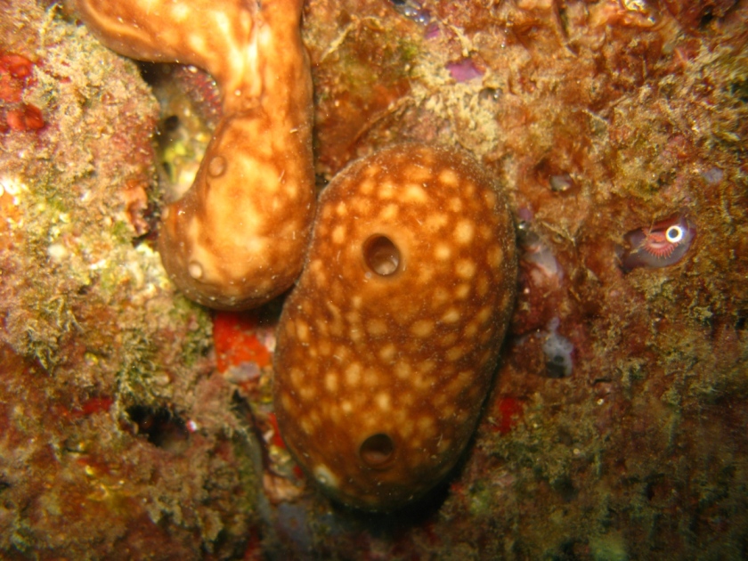 Serpula vermicularis accanto ad Ascidia mentula