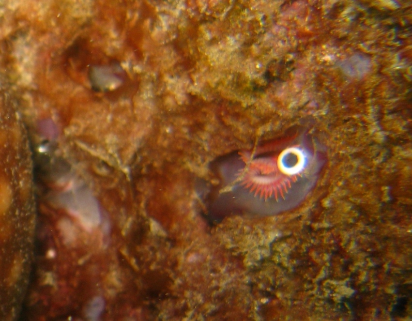 Serpula vermicularis accanto ad Ascidia mentula