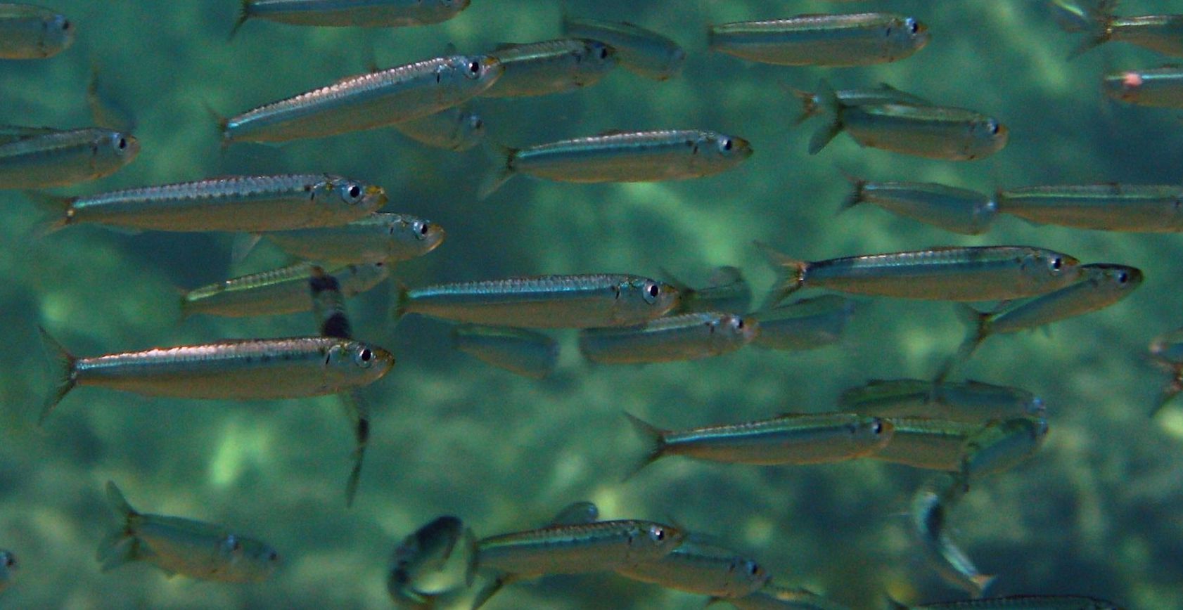 Sardina pilchardus
