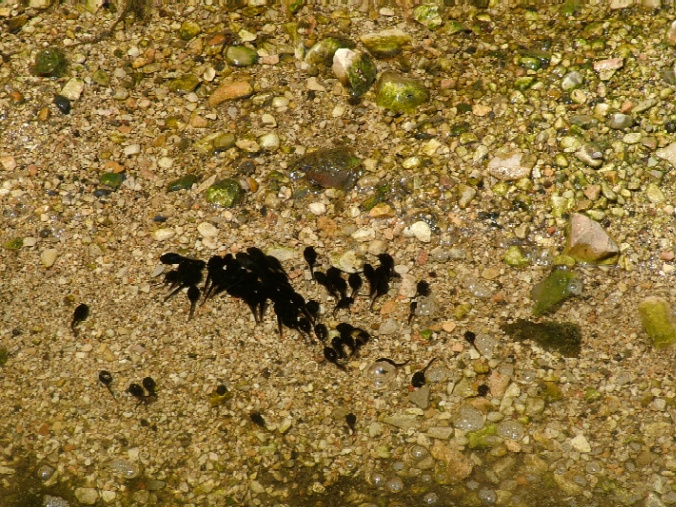 Poche pozze, molte specie: Bombina variegata