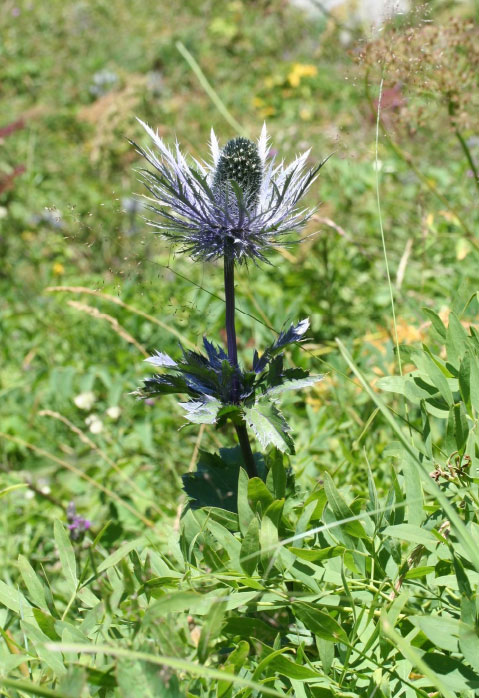 Eryngium alpinum / Regina delle Alpi