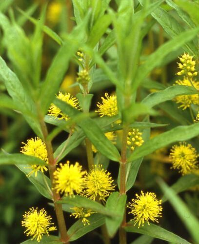 Lysimachia thyrsiflora / Mazza d''oro tirsiflora
