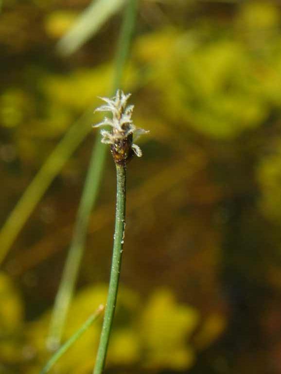 Eleocharis palustris / Giunchina comune
