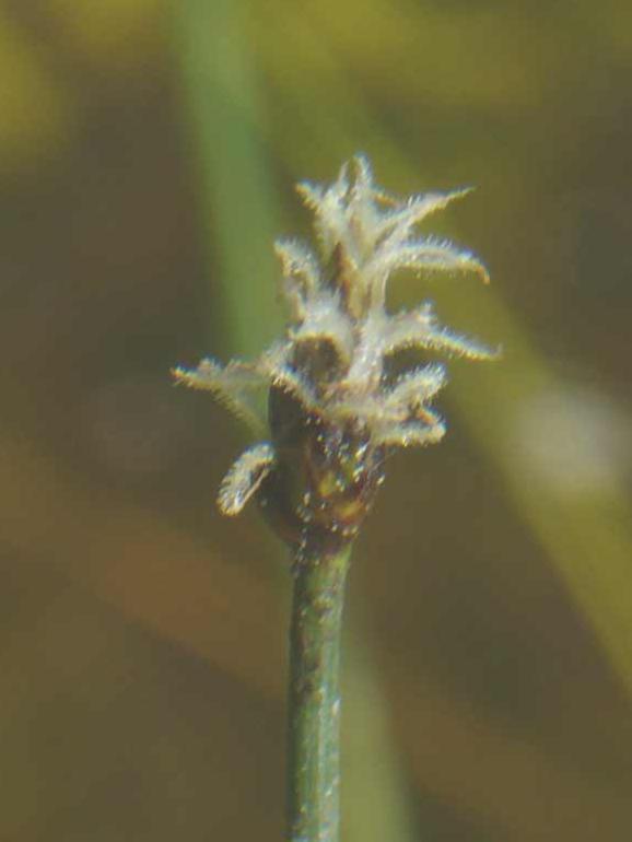 Eleocharis palustris / Giunchina comune