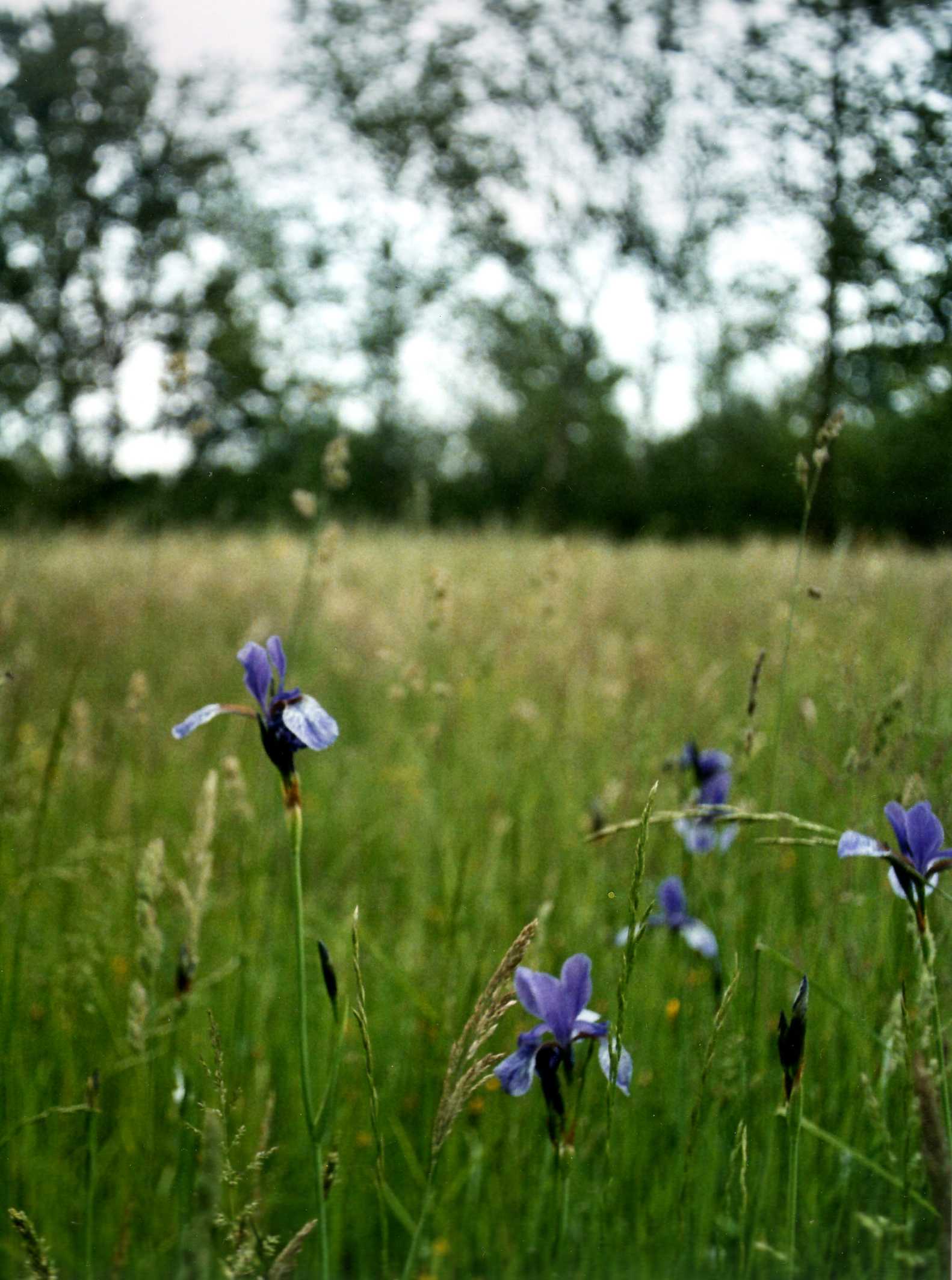 Iris sibirica / Giaggiolo siberiano