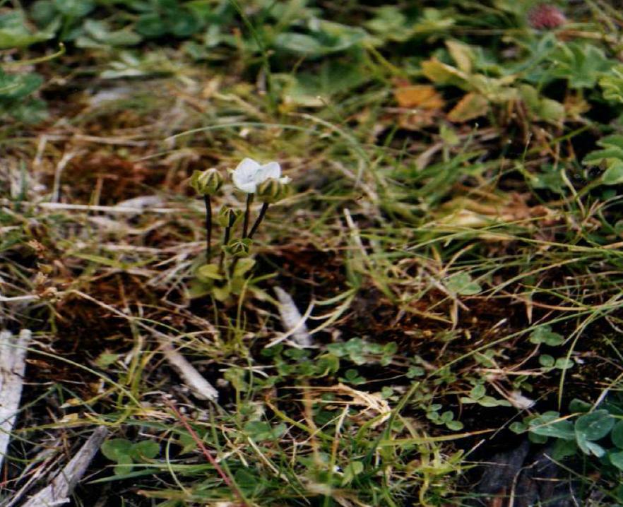Gentianella carinthiaca / Genzianella di Carinzia