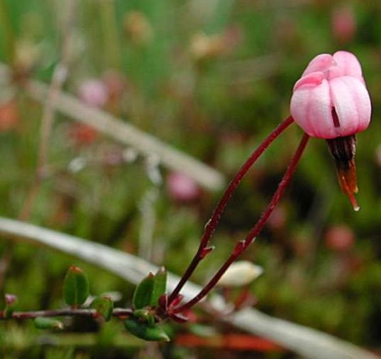 Vaccinium oxycoccos tra Sphagnum sp.