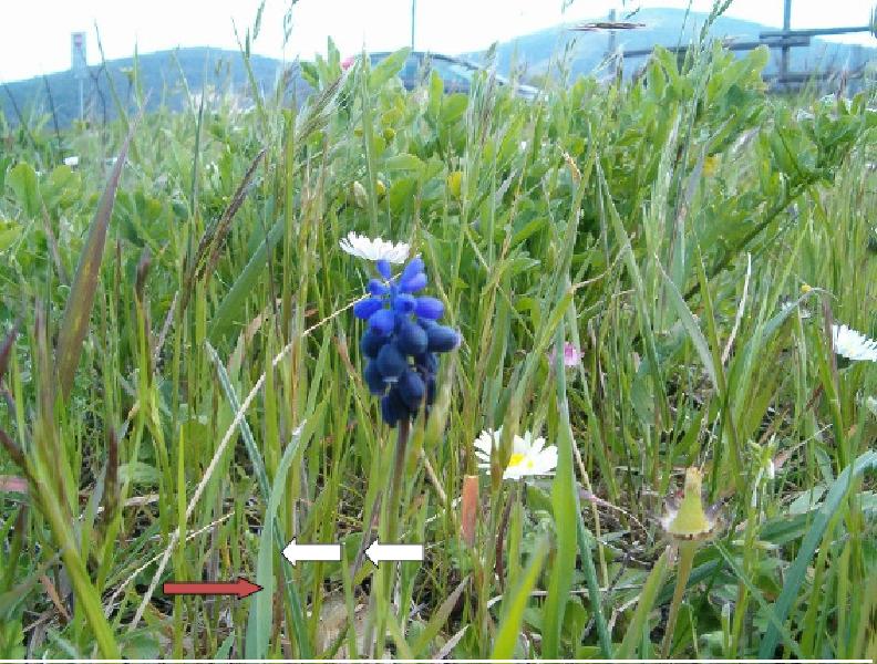 Altro muscari