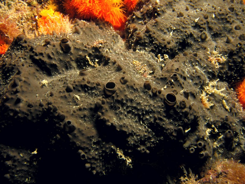 Scalarispongia sp.