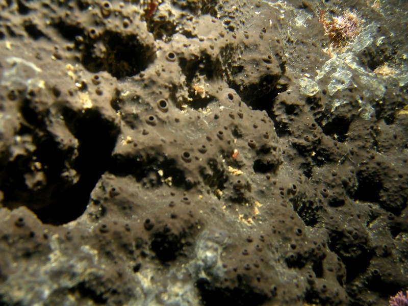 Scalarispongia sp.