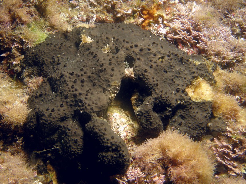 Scalarispongia sp.