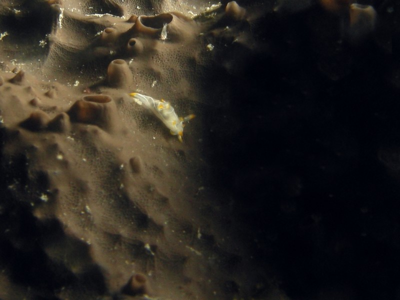 Scalarispongia sp.
