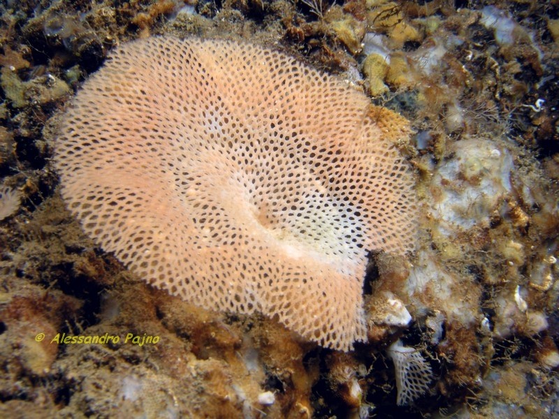 Reteporella beaniana