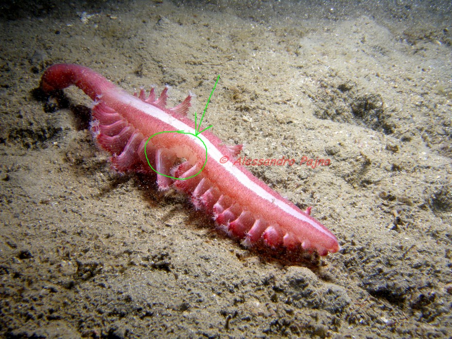 Pennatula rubra ...... con sorpresa